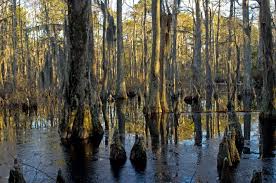 Cypress Swamp At First Landing State Park Virginia Beach By Chuck Durfor Featured In The Richmond Times Dispatch On Virginia Beach Cypress Swamp Virginia