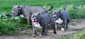 A mixed breed of american pitbull and german shepherd for pure security. Pitbull Growth Chart When Do Pitbulls Stop Growing