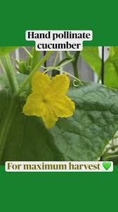 Image result for how to self pollinate cucumbers