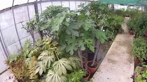 Created over 20 years ago, big plant nursery is a passionate team of horticulturalists dedicated to promoting, growing, sourcing and supplying hardy exotic, architectural and really exciting plants from the temperate regions around the world. Big Plant Nursery Hidden Ginkgo Garden 19 05 16 In Ashington West Sussex Uk Youtube