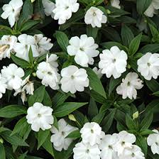Image result for Impatiens irvingii