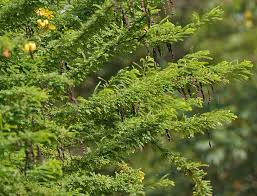 Image result for Senna singueana