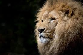 The irish sea lies west of england and the celtic sea misleads the southwest. 15 Amazing England National Animals And Where To Find Them Day Out In England