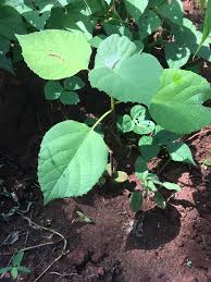 Image result for Cordia africana