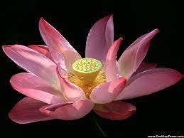 Water Lily Taipei Taiwan Lily Flower Flower Wallpaper Beautiful Flowers Images