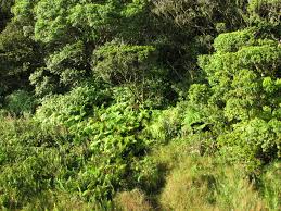 Image result for Sacciolepis africana