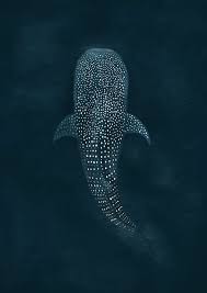 Check out our whale sharks painting selection for the very best in unique or custom, handmade pieces from our shops. Whale Shark Top View Design Shop Digital Art Animals Birds Fish Aquatic Life Sharks Artpal