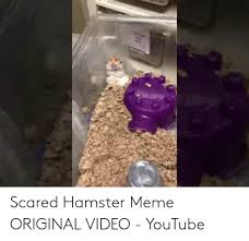 Funny hamsters cute and funny hamster videos compilation. 25 Best Memes About Scared Hamster Meme Scared Hamster Memes