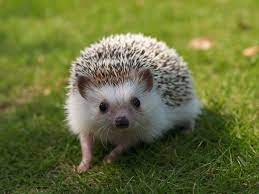 So You Want To Own A Hedgehog Hedgehog Pet African Hedgehog Pygmy Hedgehog