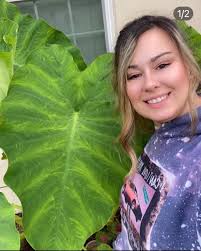 Petersburg's flower arrangements are stunning