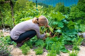 Die erntezeit für rhabarber beginnt anfang april und dauert bis zum ende juni. á… Rhabarber Ernten Faustregel Bis Wann Im Ersten Oder Zweiten Jahr