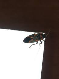 Order Hemiptera Family Lygaeidae Lygaeus Kalmii Small Milkweed Bug A Seed Eating Bug Milkweed Bugs Animals