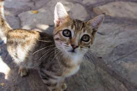 Eye Of The Tiger Kedi