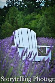 White Adirondack Chair In Lavender Farm At Castle Rock Lavender In Washington State White Adirondack Chairs Castle Rock Adirondack Chair