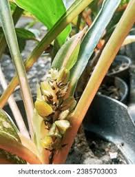 Image result for Chlorophytum pubiflorum