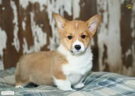 Our goal is to produce healthy, beautiful and well tempered corgi puppies that will give you years of joy and companionship. Free Download Pembroke Welsh Corgi Puppies Sale 31 Cool Hd Wallpaper 974x700 For Your Desktop Mobile Tablet Explore 75 Welsh Corgi Wallpaper Corgi Wallpaper For Computer Corgi Desktop Wallpaper Corgi Puppies Wallpaper