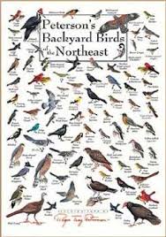 The range of this bird overlaps with that of the similar bullock's oriole in the midwest, and the two forms were once considered to be. Backyard Birds Of Northeast North America Poster Because Birds