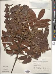 Image result for Canarium schweinfurthii