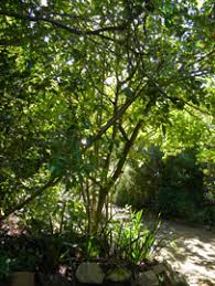 Image result for Allophylus tanzaniensis