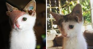Remember, your cat needs to act on its natural instincts, and providing your cat the means to do that will make it happier when it's alone. Rescue Kitty With 4 Ears And One Eye Escapes Misery After Finding His Forever Home Bored Panda