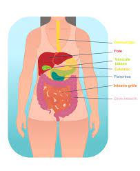 Parmi elles figurent les caries : Douleur Abdominale Gauche Droite Aigue Cause Traitement