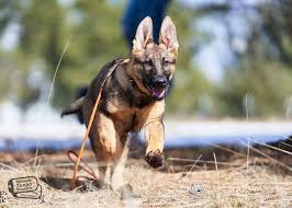 Puppy is the puppy level of the cgc program. What Is Puppy Socialization Valor K9 Academy