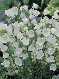 Oderings Garden Centre Perennials Campanula Persicifolia Alba Campanula Flowers Perennials Garden Center