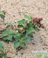 Image result for Chenopodiastrum