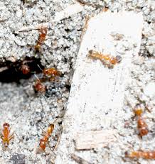 Even if they wanted to, their jaws just aren't strong enough. Ants In And Around The Home Ohioline