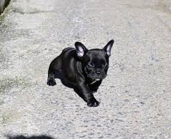 Located in kempner, tx, usa. French Bulldog Pups For Re Home For Sale In Stephenville Texas Classified Americanlisted Com