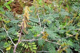 Image result for Tephrosia villosa