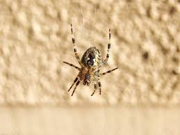 Though most people have a big fear of spiders, it seems that venomous spiders are not such a big threat to humans as many people believe. Do Spiders Eat Aphids Pests Banned