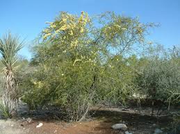 Image result for Acacia permixta