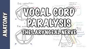 Both are responsible for the production of sound. Laryngeal Nerve Palsy Or Paralysis Anatomy Physiology Classification Causes Pathophysiology Youtube