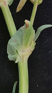 Image result for Astragalus atropilosulus