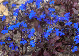 Image result for Lobelia trullifolia