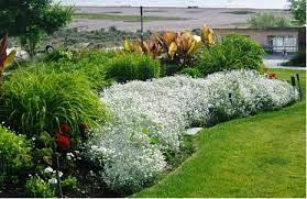 Consequentially this ensures that the flower has a. White Perennials The Brightest Color In The Garden Powerful Perennials