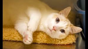 What are the best pet adoption sites? Want To Adopt A Pet Here Are 7 Charming Cats To Adopt Now In Portland Kgw Com