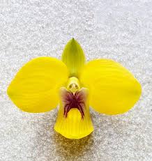 Image result for Eulophia coeloglossa