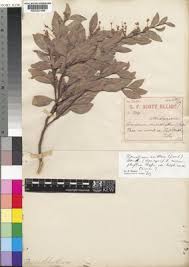 Image result for Homalium abdessammadii