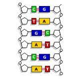 By enabling player identifier, you'll know the real person behind the nickname in your game. Dna Replication Flashcards Quizlet