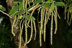 Image result for Antidesma venosum