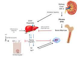 Nutrients Free Full Text Anemia Of Inflammation With An Emphasis On Chronic Kidney Disease Html