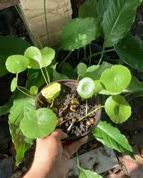 Image result for Hydrocotyle bonariensis
