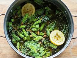 The spruce tips should be completely dry. Spruce Beer Homebrew Recipe Made With Spruce Tips