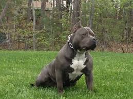 Pin By Alofa Jones On Animals Dogs Pitbull Kennels Pitbull Terrier Pitbull Puppies