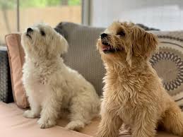 English goldendoodle, bernedoodle, & akc standard poodle puppies in north carolina. Specializing In Goldendoodles And Maltipoos