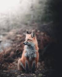 Nothing Posted Belongs To Me Unless It S Tagged Mine Tiktok Koalite Snapchat Koalite Primary Blog Animals Pet Fox Animals Beautiful