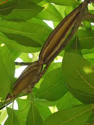 Image result for Strophanthus nicholsonii