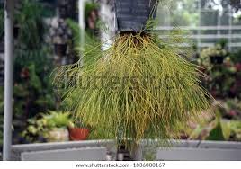 Image result for Psilotrichum